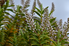 Veronica rakaiensis