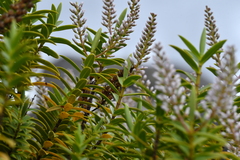 Veronica rakaiensis