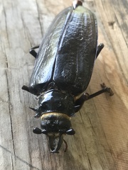 Anthracocentrus capensis