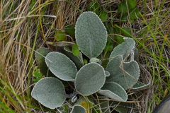 Brachyglottis haastii