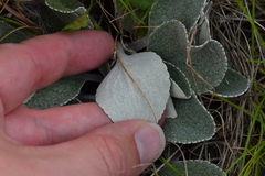 Brachyglottis haastii