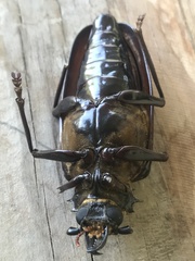 Anthracocentrus capensis