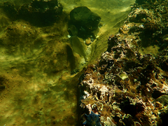 Acanthopagrus butcheri