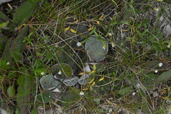 Brachyglottis haastii