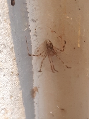 Cryptachaea gigantipes