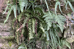 Asplenium incisum