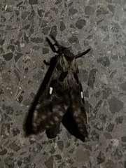 Phassus triangularis