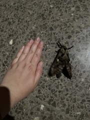Phassus triangularis