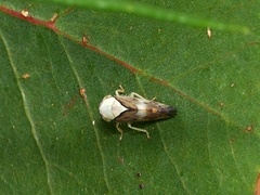 Brunotartessus fulvus