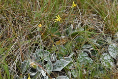 Brachyglottis haastii