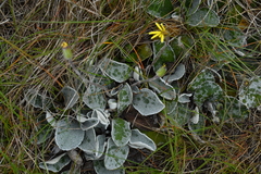 Brachyglottis haastii