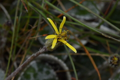 Brachyglottis haastii
