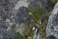 Brachyglottis haastii