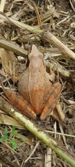 Rana longicrus