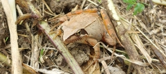 Rana longicrus