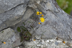 Hieracium lepidulum
