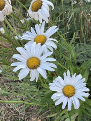 Leucanthemum maximum
