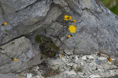 Hieracium lepidulum