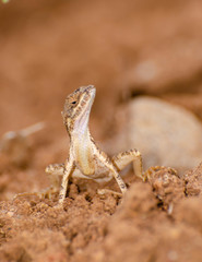 Sitana ponticeriana