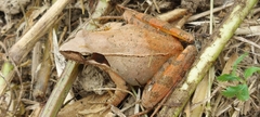 Rana longicrus