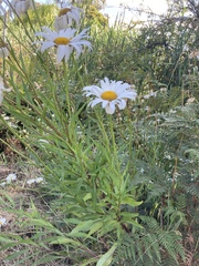 Leucanthemum maximum