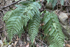 Dryopteris bissetiana
