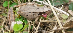 Rana longicrus
