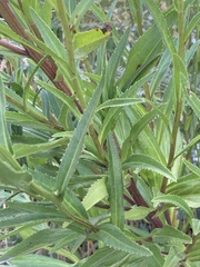 Leucanthemum maximum