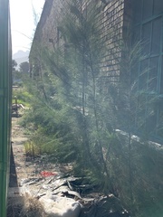 Casuarina cunninghamiana