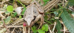 Rana longicrus