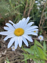 Leucanthemum maximum