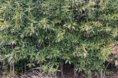 Viburnum odoratissimum