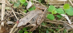 Rana longicrus