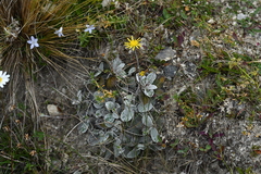Brachyglottis haastii
