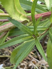 Leucanthemum maximum