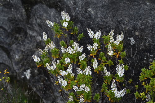 Veronica rakaiensis, photograph 5