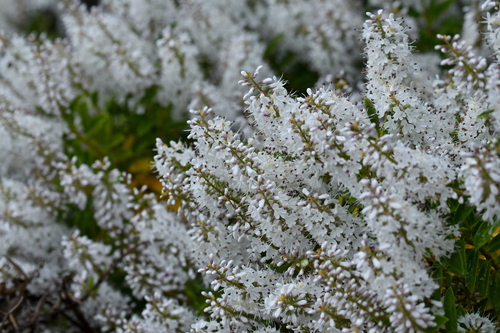 Veronica rakaiensis, photograph 4