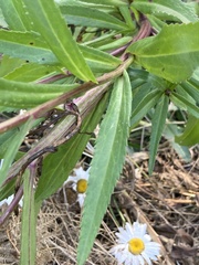 Leucanthemum maximum