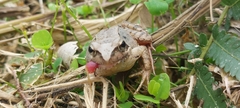 Rana longicrus