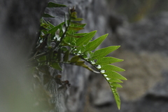 Asplenium lyallii