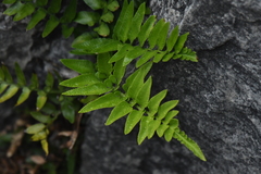 Asplenium lyallii