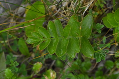Gingidia montana