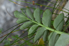 Gingidia montana