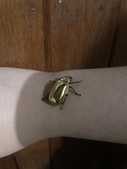 Chrysina resplendens