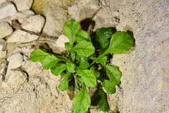 Asplenium lyallii