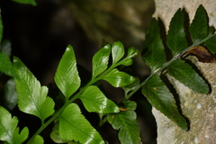 Asplenium lyallii