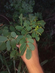 Senna pendula glabrata