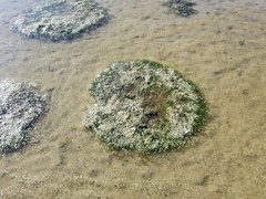 Zannichellia palustris