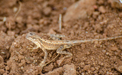 Sitana ponticeriana
