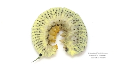 Rondotia menciana